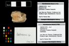 Foto (Objekt + Etikett) von Gastrosacus sp.  (NHMW-GEO-1990-0041-4762)